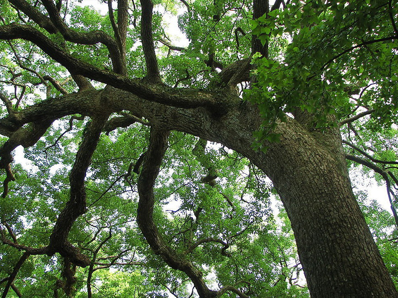 樟树祛风药效高